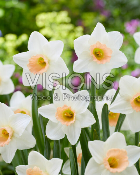 Narcissus Passionale