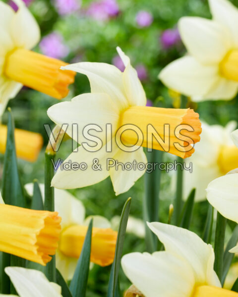 Narcissus Terry Narcissus Terry