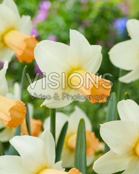 Narcissus Noize Narcissus Noize