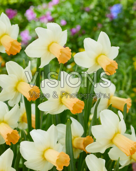 Narcissus Noize Narcissus Noize