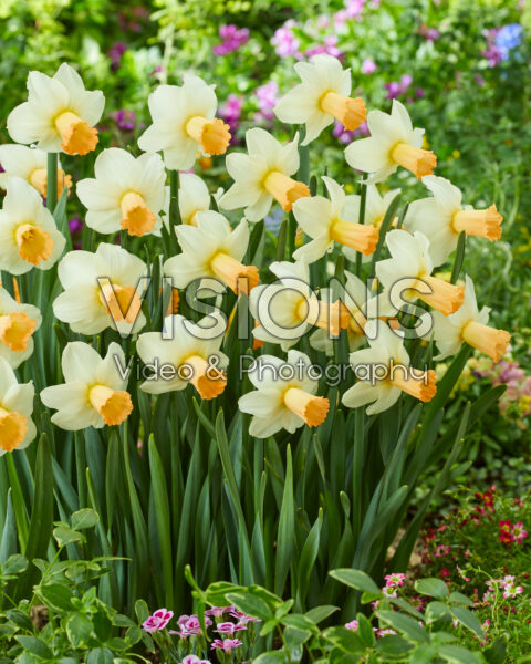 Narcissus Noize Narcissus Noize