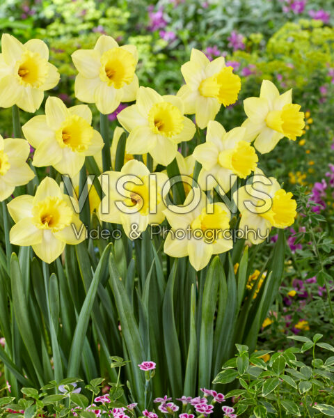 Narcissus Ladea Narcissus Ladea