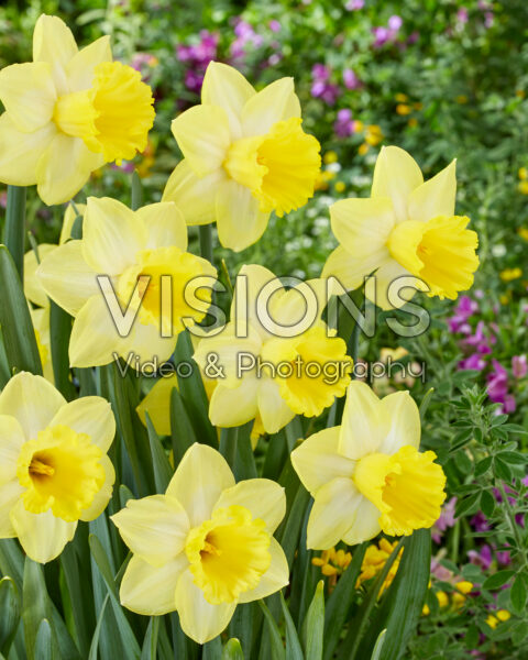 Narcissus Ladea Narcissus Ladea