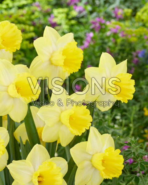 Narcissus Ladea Narcissus Ladea