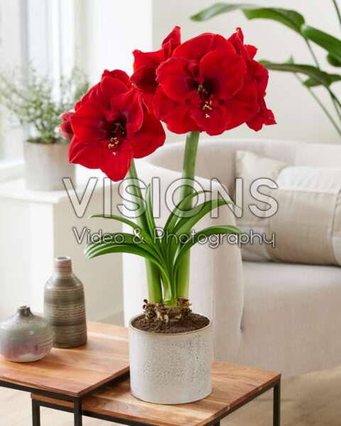 Hippeastrum Lion King