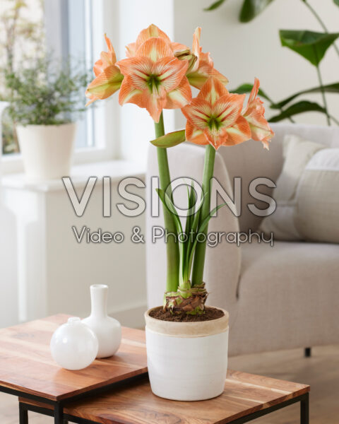 Hippeastrum Naomi