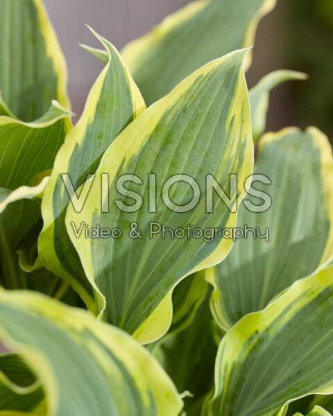 Hosta Francheska Hosta Francheska