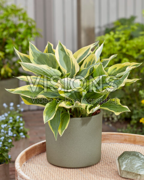 Hosta Wolverine Hosta Wolverine