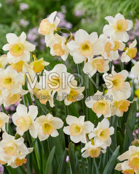 Narcissus Cosmopolitan