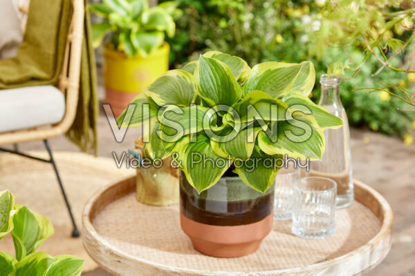 Hosta Queen Josephine