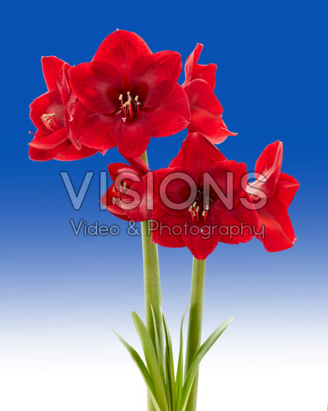 Hippeastrum première Hippeastrum première