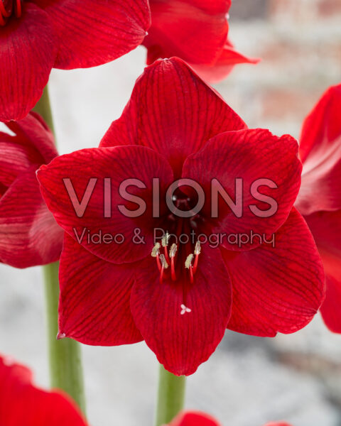 Hippeastrum première Hippeastrum première