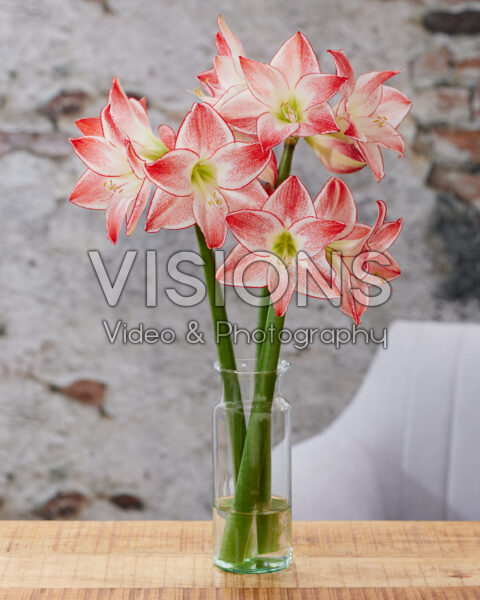 Hippeastrum Spotlight Hippeastrum Spotlight