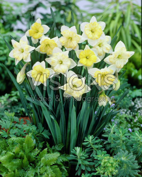 Narcissus Changing Colors Narcissus Changing Colors