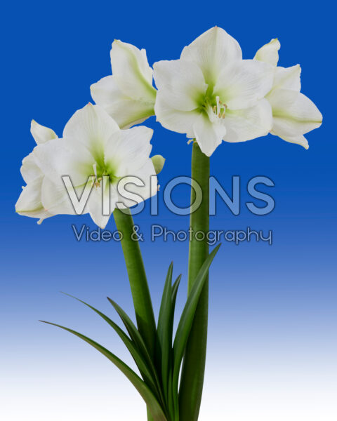 Hippeastrum Hippeastrum