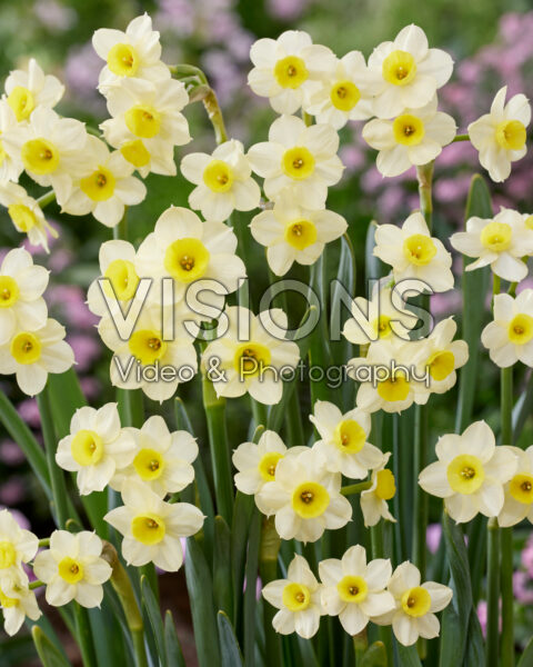Narcissus Minnow