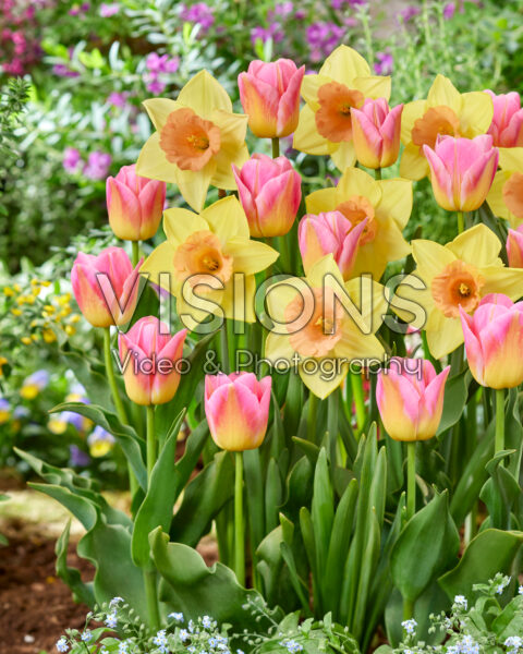 Narcissus Tom Pouce, Tulipa Tom Pouce