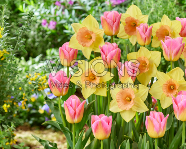 Narcissus Tom Pouce, Tulipa Tom Pouce