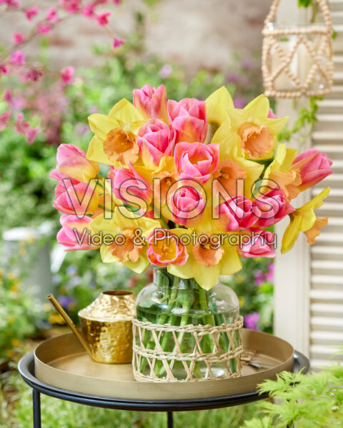 Narcissus Tom Pouce, Tulipa Tom Pouce Narcissus Tom Pouce, Tulipa Tom Pouce
