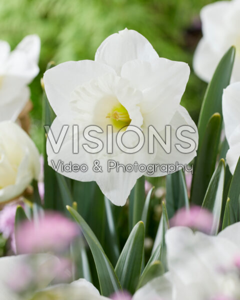 Narcissus IW-W Narcissus IW-W