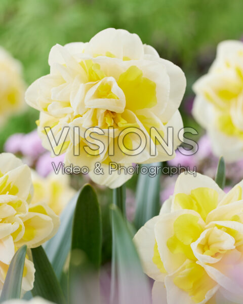 Narcissus N 50-00 Narcissus N 50-00