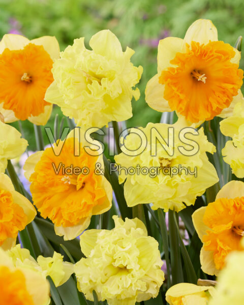 Narcissus Flyer, Bright Corsage