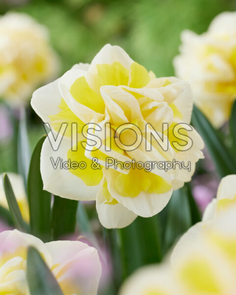 Narcissus Janneke Narcissus Janneke