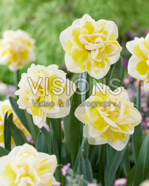 Narcissus Janneke Narcissus Janneke
