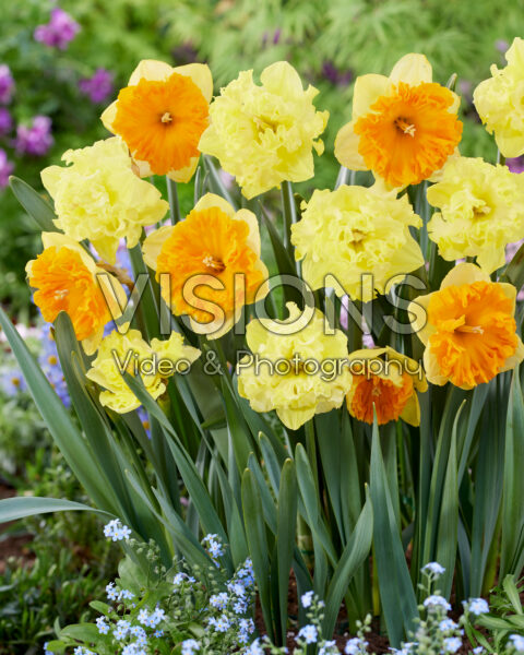 Narcissus Flyer, Bright Corsage Narcissus Flyer, Bright Corsage
