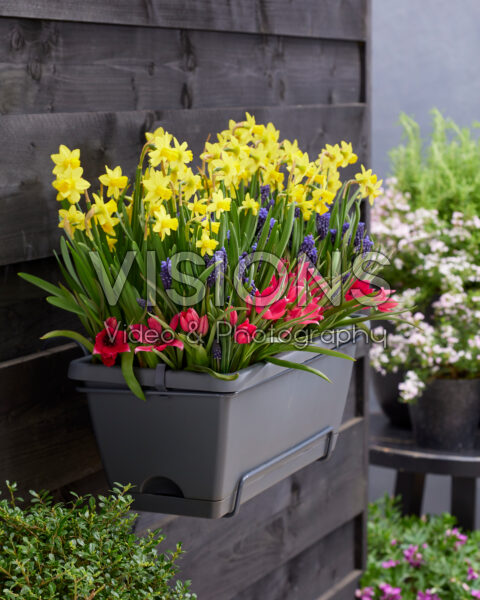 Window box with spring bulbs