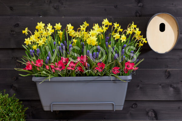 Balkonbak met voorjaarsbollen
