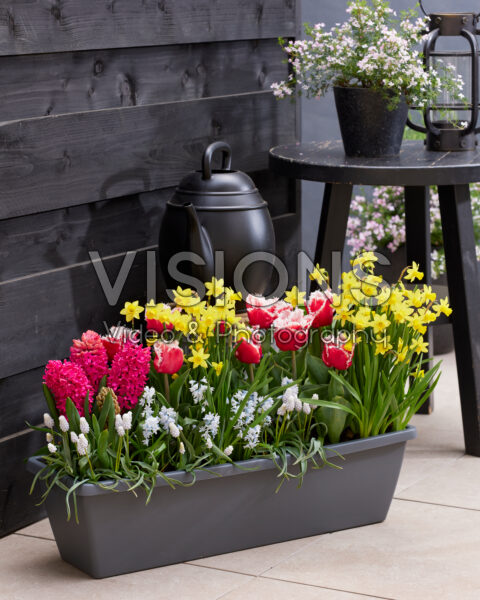 Window box with spring bulbs