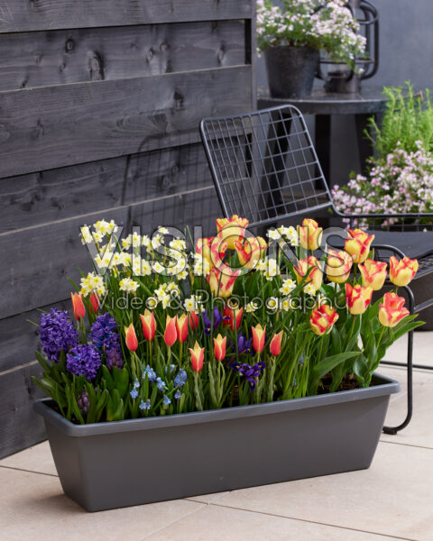 Window box with spring bulbs