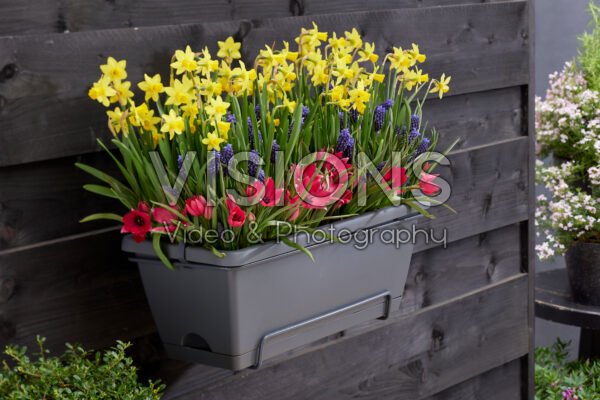 Window box with spring bulbs