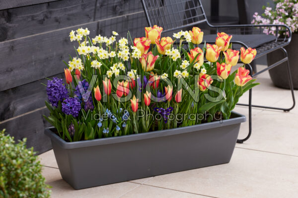 Window box with spring bulbs