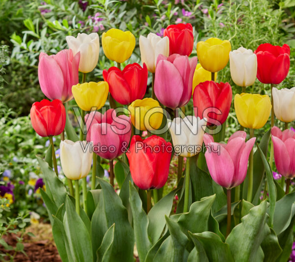 Tulipa colorful mix
