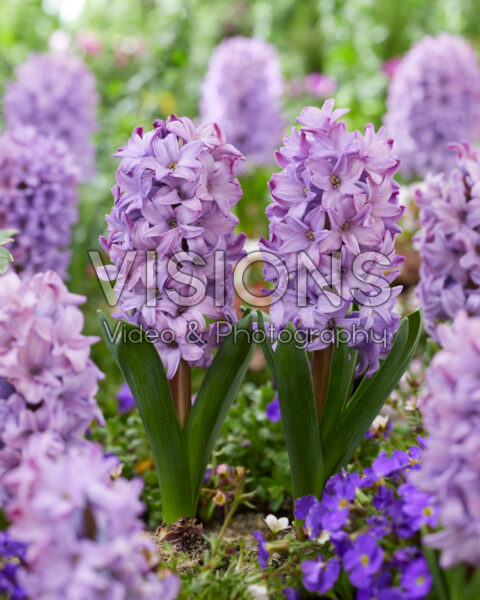 Hyacinthus Purple Star