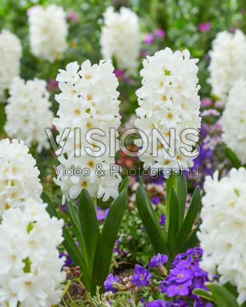 Hyacinthus Aiolos