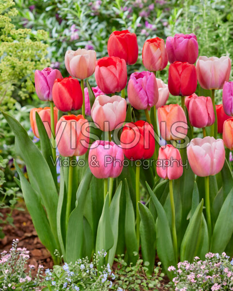 Tulipa Pride mix Tulipa Pride mix