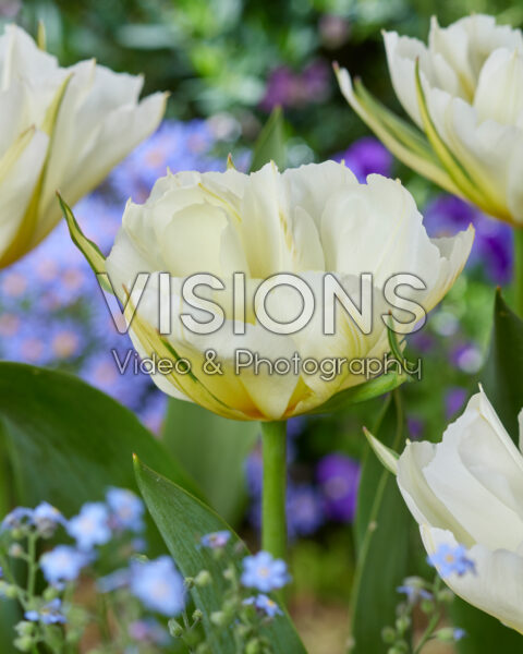 Tulipa White Valley Tulipa White Valley