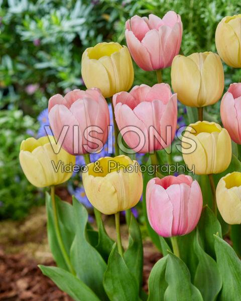Tulipa Ivory Floradale, Pink Impression