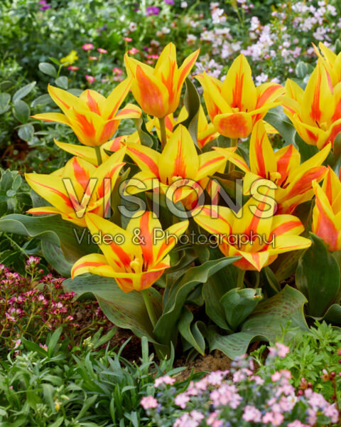 Tulipa Winnipeg Tulipa Winnipeg