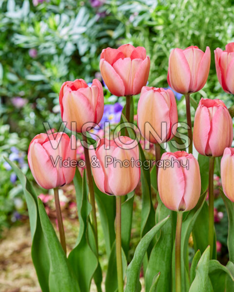 Tulipa Pink Impression Tulipa Pink Impression