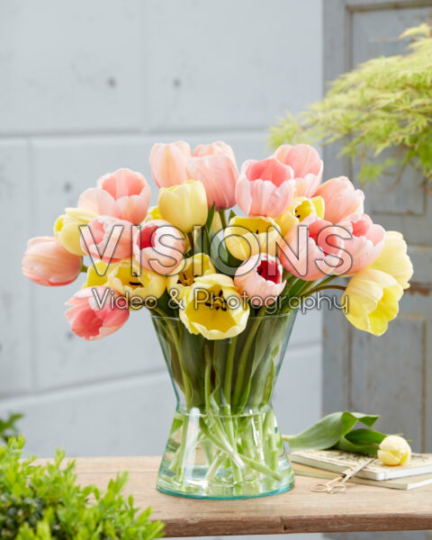 Tulipa Ivory Floradale, Pink Impression