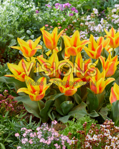 Tulipa Winnipeg