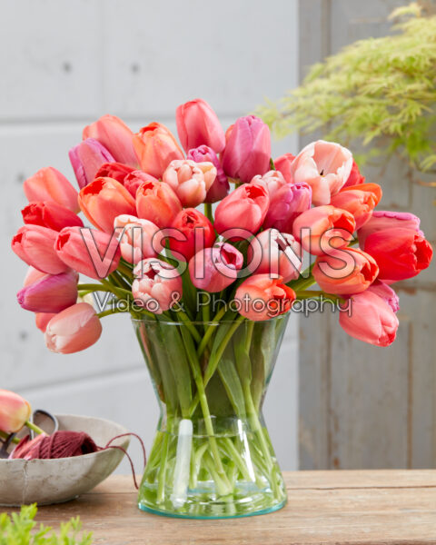 Tulipa Berry Nice Blend Tulipa Berry Nice Blend