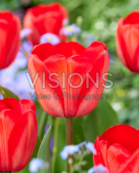 Tulipa Red Impression