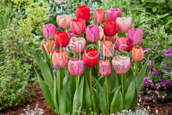 Tulipa Berry Nice Blend Tulipa Berry Nice Blend