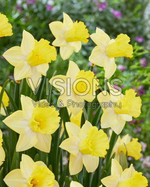 Narcissus Ladea
