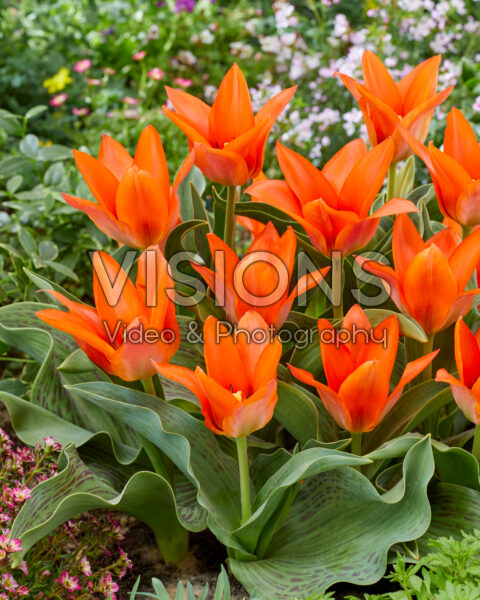 Tulipa Orange Toronto Tulipa Orange Toronto